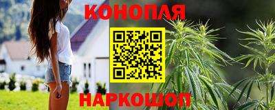 гашик Кингисепп
